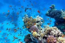 scuba diving life insurance | Affordable Life USA | Affordable Life USA Tips for Scuba Divers Needing Life Insurance